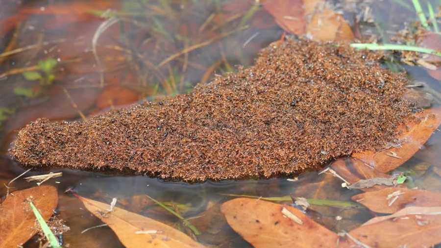 thousands of fire ants