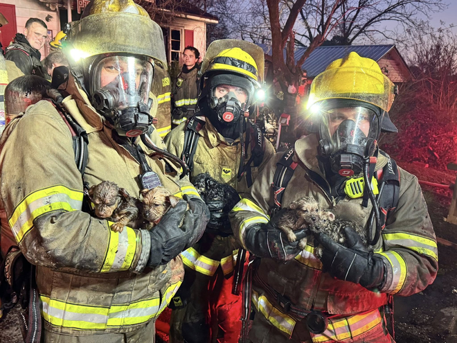 Firefighters save six-week-old puppies from house fire in Gadsden