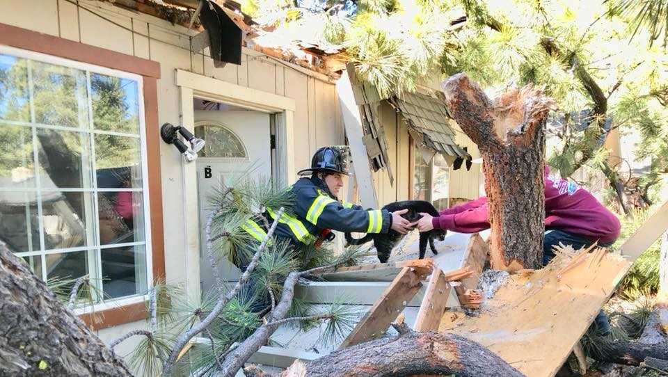 Tree crashes into South Lake Tahoe home, cat rescued