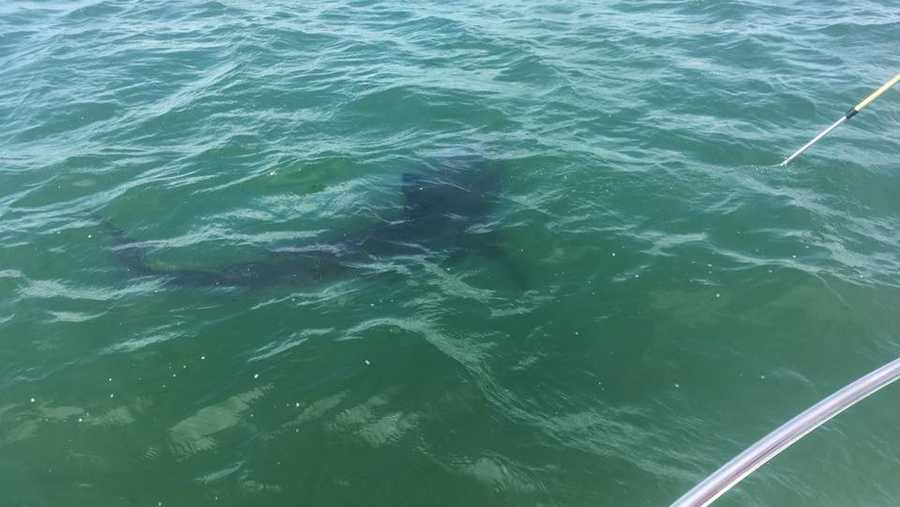 Researchers tag first great white shark of 2017 season