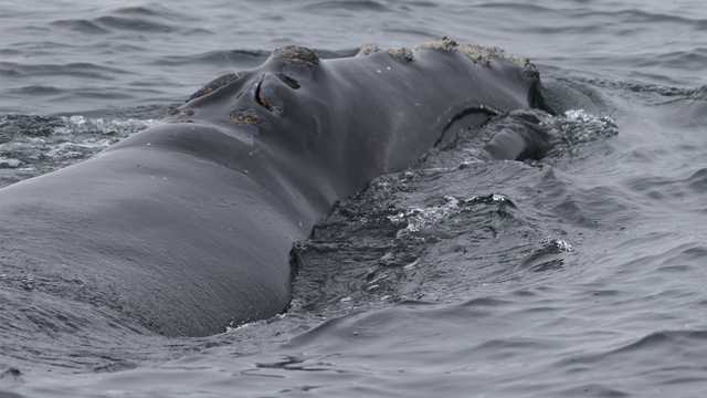 First right whale of season in Mass. spotted in Cape Cody Bay - Vimarsana News