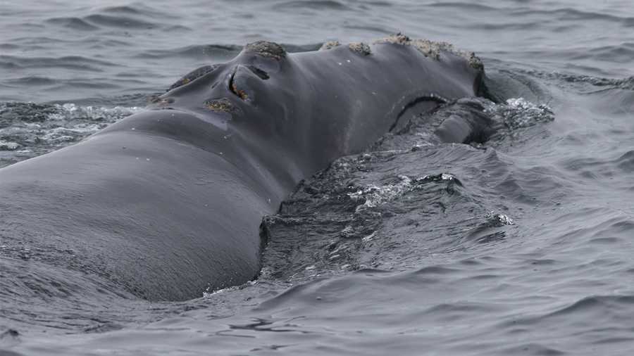 The first North Atlantic right whale of the 2021-22 survey season that was spotted in Massachusetts's Cape Cod Bay by Center for Coastal Studies researchers.