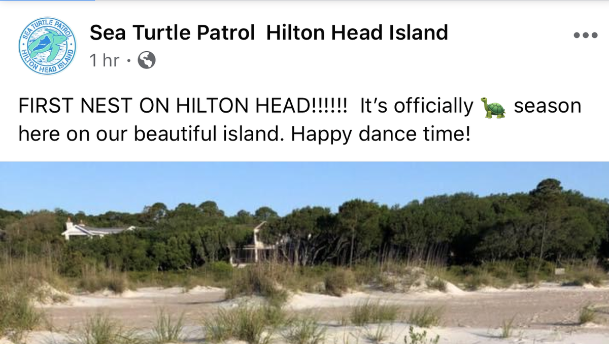 Hilton Head Island's First Sea Turtle Nest of the Season