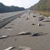 Hundreds of fish stranded on I-40 after Hurricane Florence floodwaters  recede