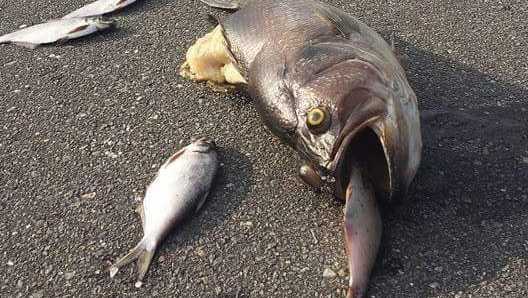 Hundreds of fish stranded on I-40 after Hurricane Florence floodwaters  recede