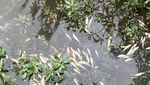 Dead fish found in Birmingham creek; investigation ongoing - Vimarsana News
