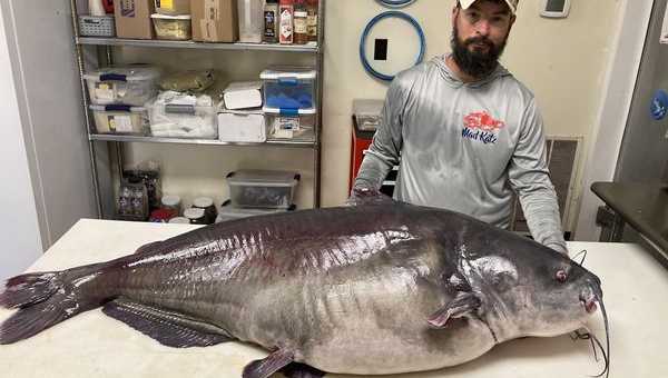 Man catches 'monster' 118 pound blue catfish on Cumberland River