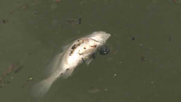 Trail of dead fish follows Jim Beam bourbon plume into Ohio River