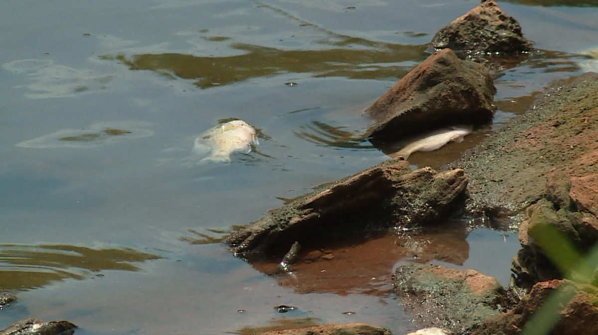 Fish found dead in pond at Edmond dog park