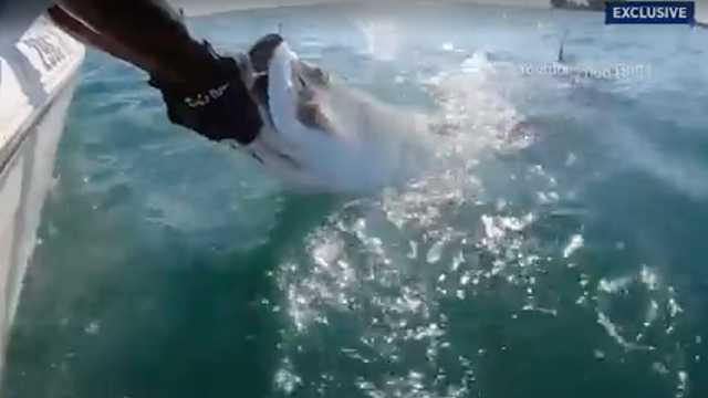 Shark steal fish