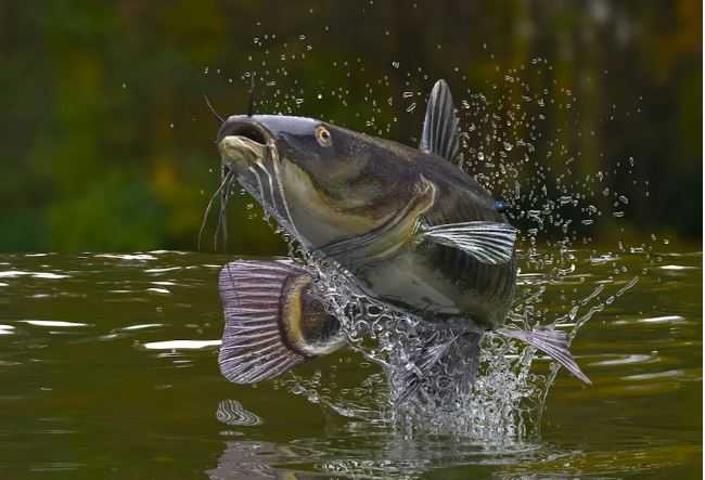 Lake&#x20;Marion,&#x20;Lake&#x20;Moultrie&#x20;2&#x20;of&#x20;7&#x20;best&#x20;winter&#x20;fishing&#x20;lakes,&#x20;according&#x20;to&#x20;FishingBooker.com