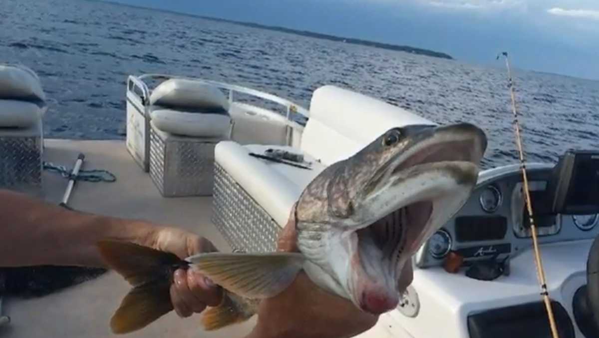 Fish with two mouths reeled in on Lake Champlain