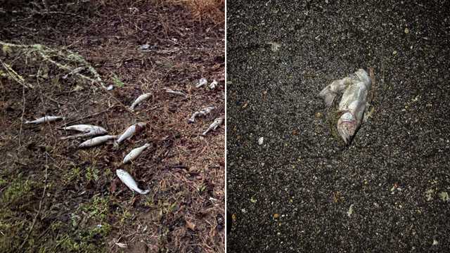 Bizarre: Fish found scattered among debris after severe storms hit Alabama