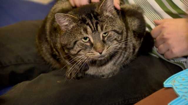 'He's super chill': Fishtopher the cat makes home in Baltimore - Vimarsana News