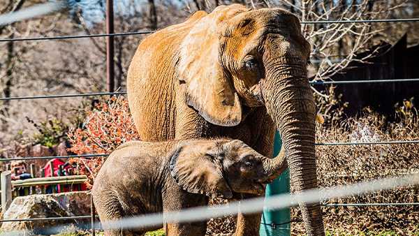 Louisville Zoo offering free admission to moms on Mother's Day - Vimarsana News