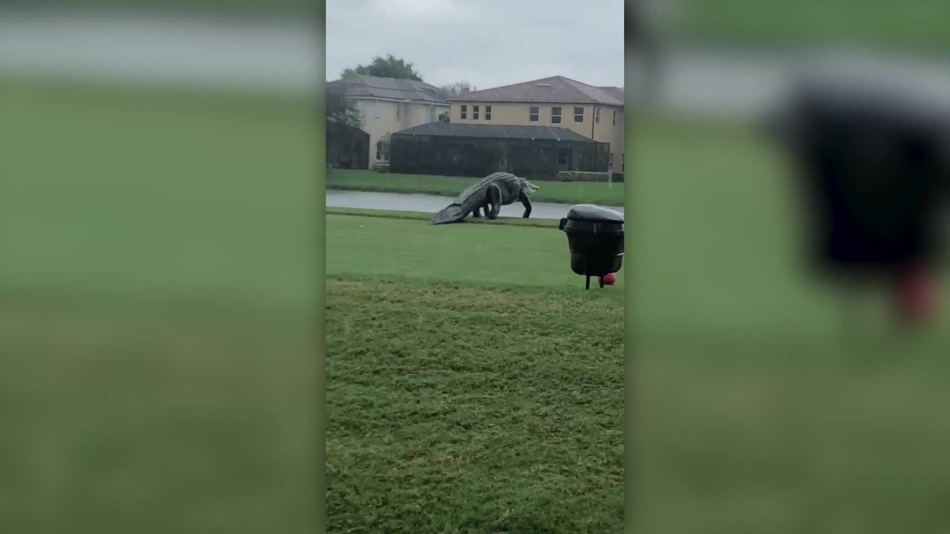 VIDEO: Massive Alligator Spotted Roaming Florida Golf Course