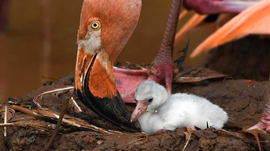 Three flamingo chicks hatched during the last two weeks of August at the Oklahoma City Zoo.
