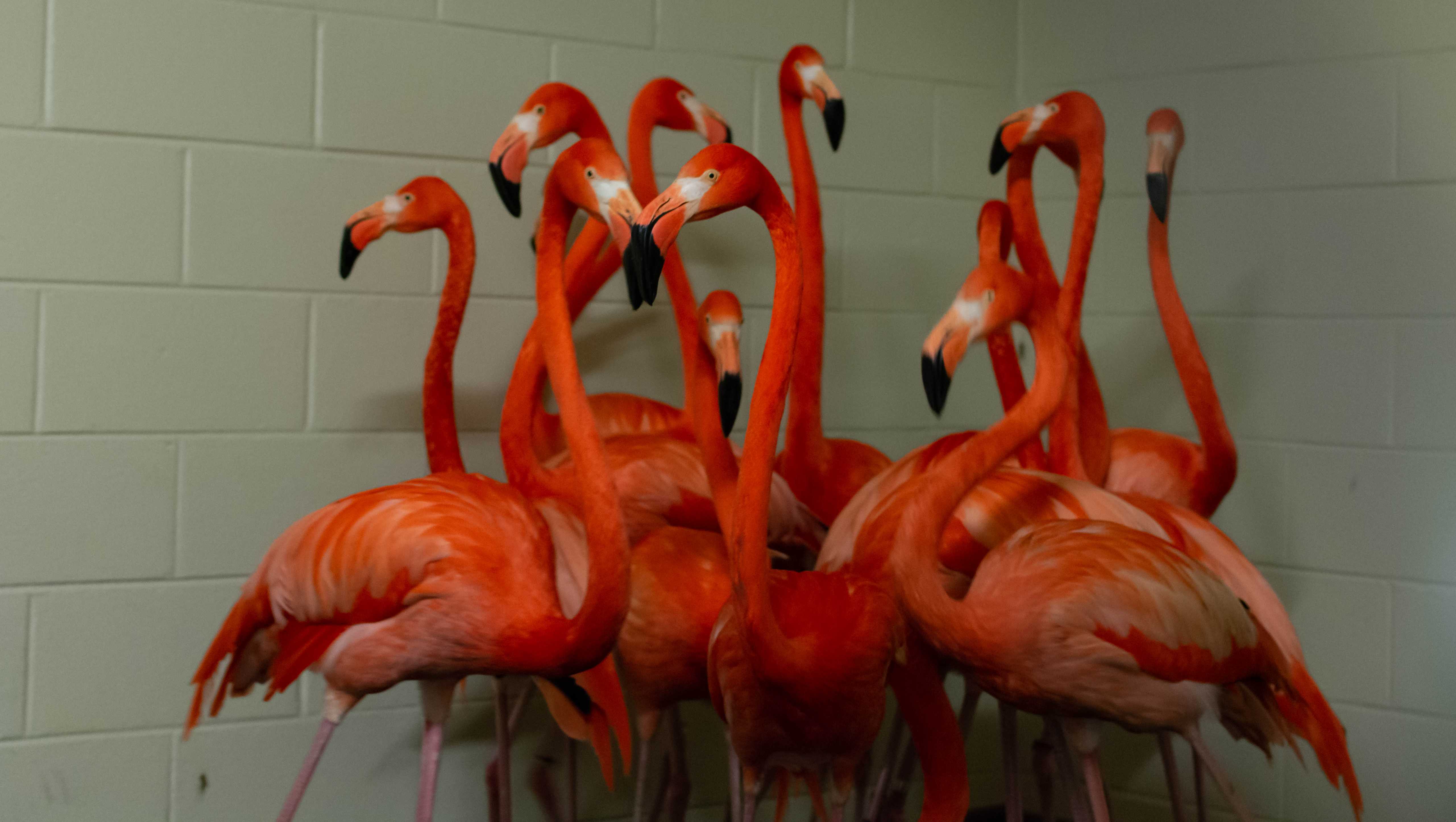 Greensboro Science Center welcomes new animals for expansion Greensboro Science Center welcomes new animals for expansion