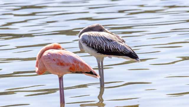 Why flamingos are being spotted across the country – in places they wouldn't normally be - Vimarsana News
