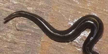 A larger New Guinea Flatworm, which should be handled with gloves due to it's toxic skin. ﻿