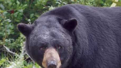 Florida's 2025 black bear hunt results in 52 bears harvested