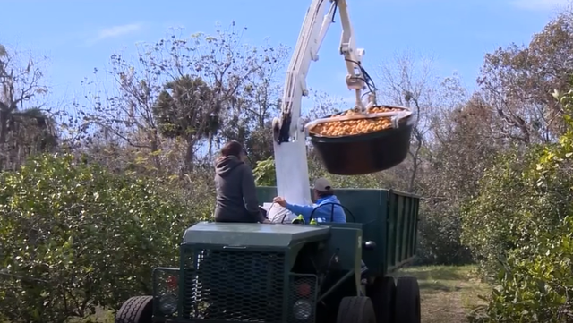 Florida to produce over 5 million boxes of oranges - Vimarsana News