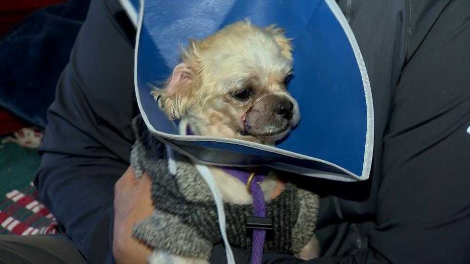 Abused dog, Florie, recovering well after horrific abuse