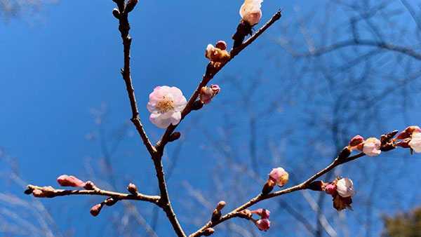 Flower Blooms Early At Bernheim Forest Getting Us Excited For Spring