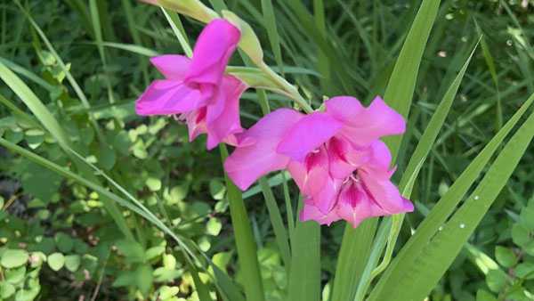 naturalized gladiolus
