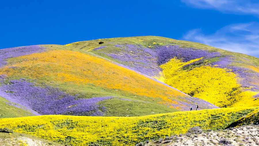 Will there be a ‘superbloom’ this year in California? Here’s what to know