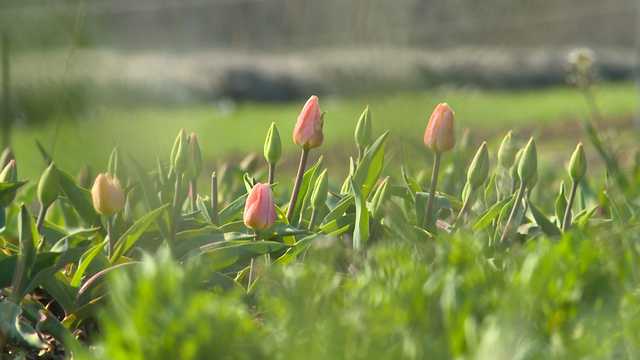 Winterset, Iowa farm in bloom again after tornado outbreak - Vimarsana News