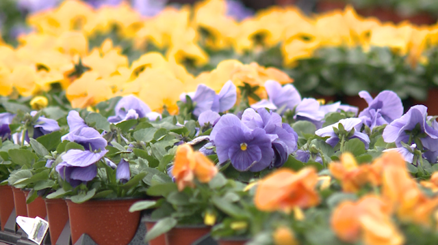 Wallitsch Gardens talks planting trends as spring approaches - Vimarsana News