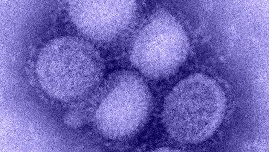 FILE image of the influenza virus