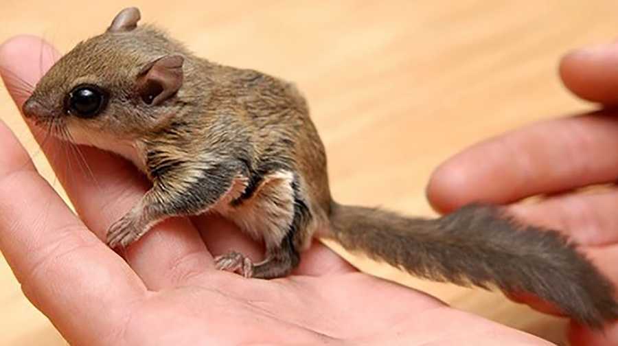 Seven people were arrested in a flying squirrel trafficking operation.