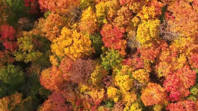 Celebrate fall this weekend at festival in the high peaks - Vimarsana News