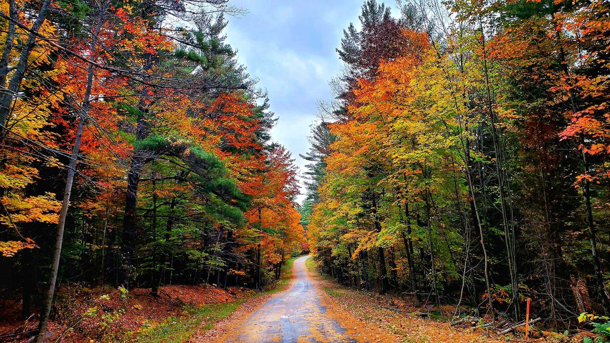 Climate Change Is Making It Harder To Chase Fall Foliage