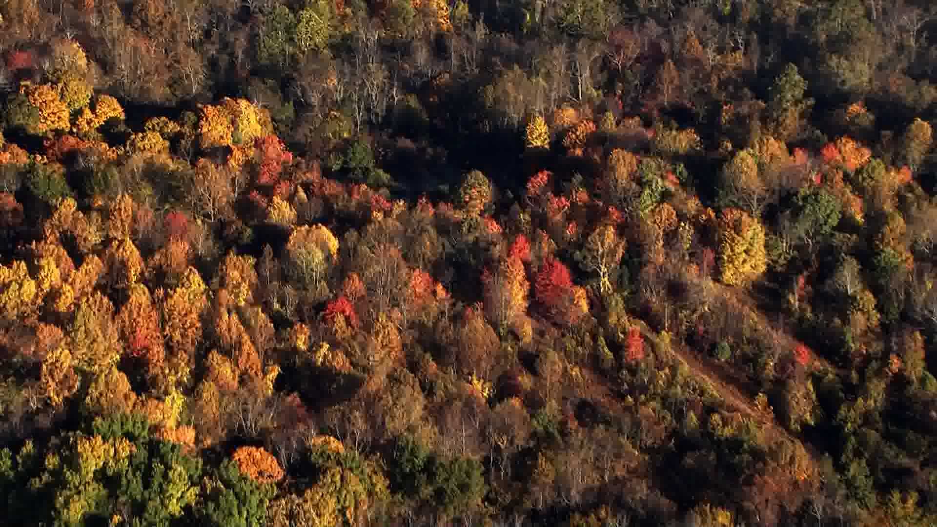 Pa. Fall Foliage: Some Parts Of Pennsylvania Peaking In Color