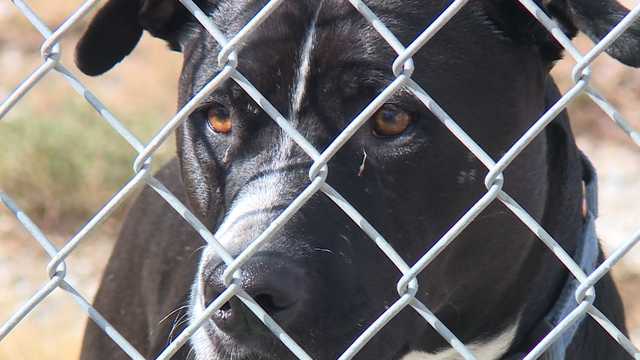 Raytown animal shelter in need of help after a fire - Vimarsana News