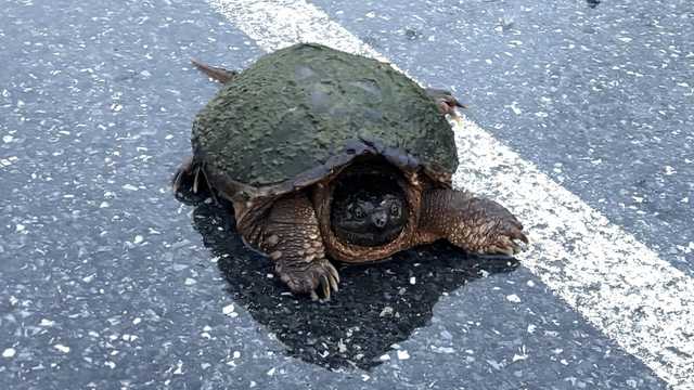 Snapping turtle helped off road at Fort Indiantown Gap - Vimarsana News