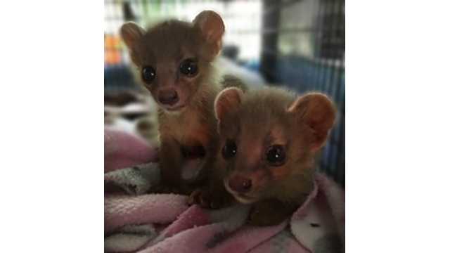 So cute! Maryland zoo hand-raising Fossa pups