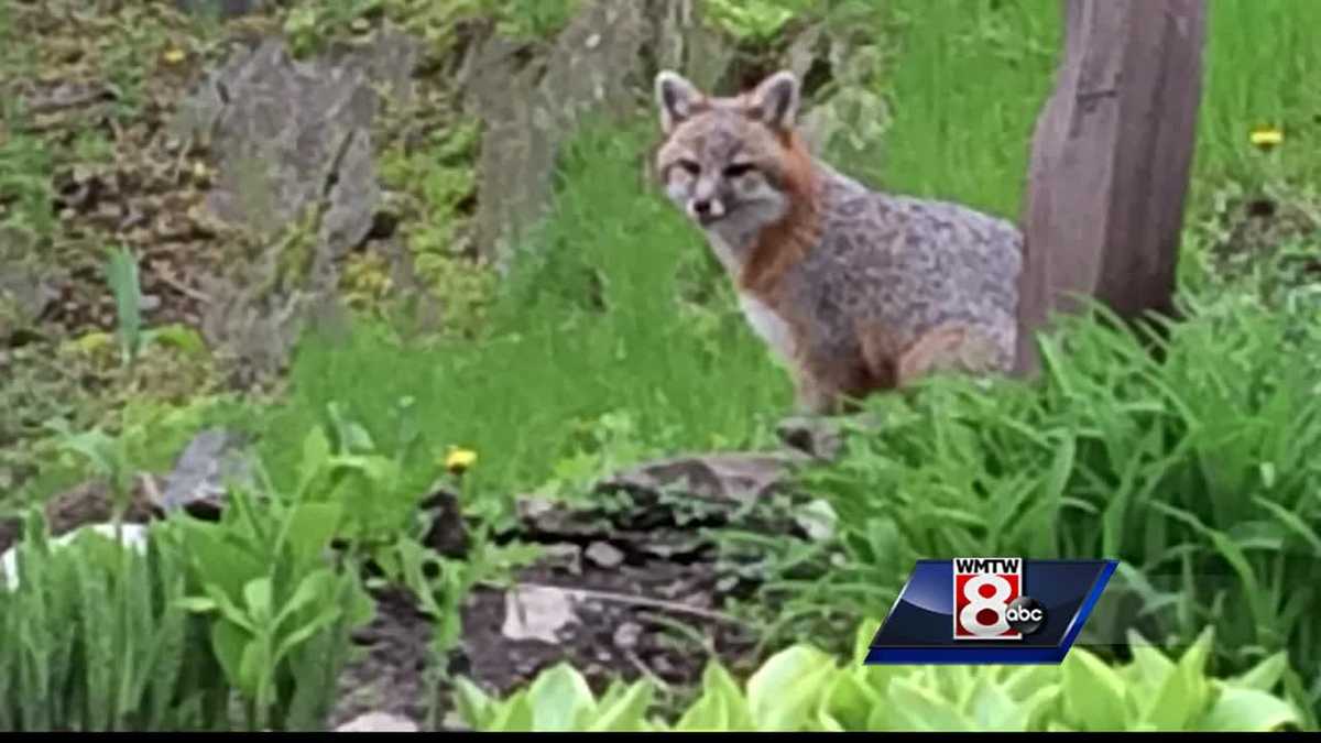 as-fox-sightings-increase-missing-cat-reports-follow-suit-in-portland