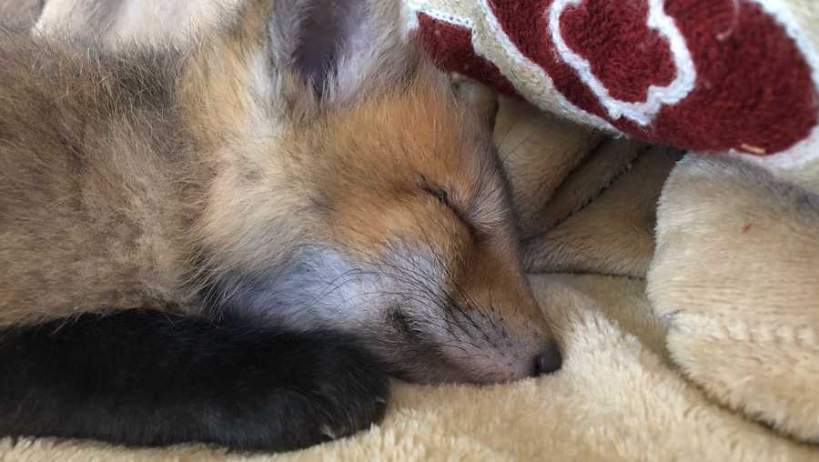 Gofundme Set Up After Kentucky Wildlife Center Request For Generator Ahead Of Cold Weather Gofundme Set Up After Kentucky Wildlife Center Request For Generator Ahead Of Cold Weather