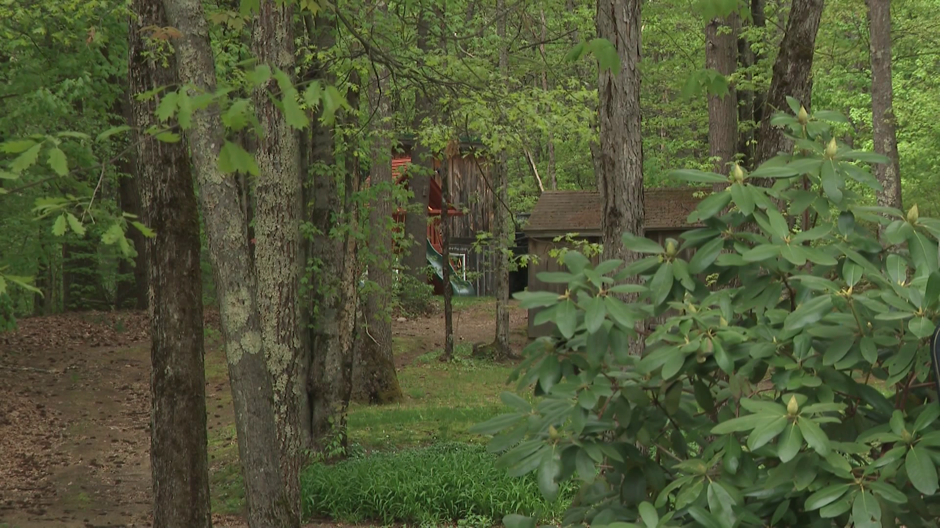 Fox that attacked New Hampshire child tests positive for rabies - Vimarsana News