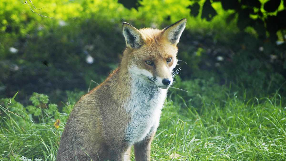 Fox with rabies found in Sutter County