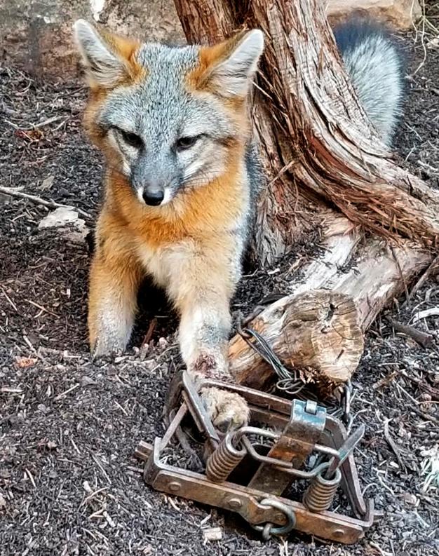 New Mexico man who freed fox may face charges
