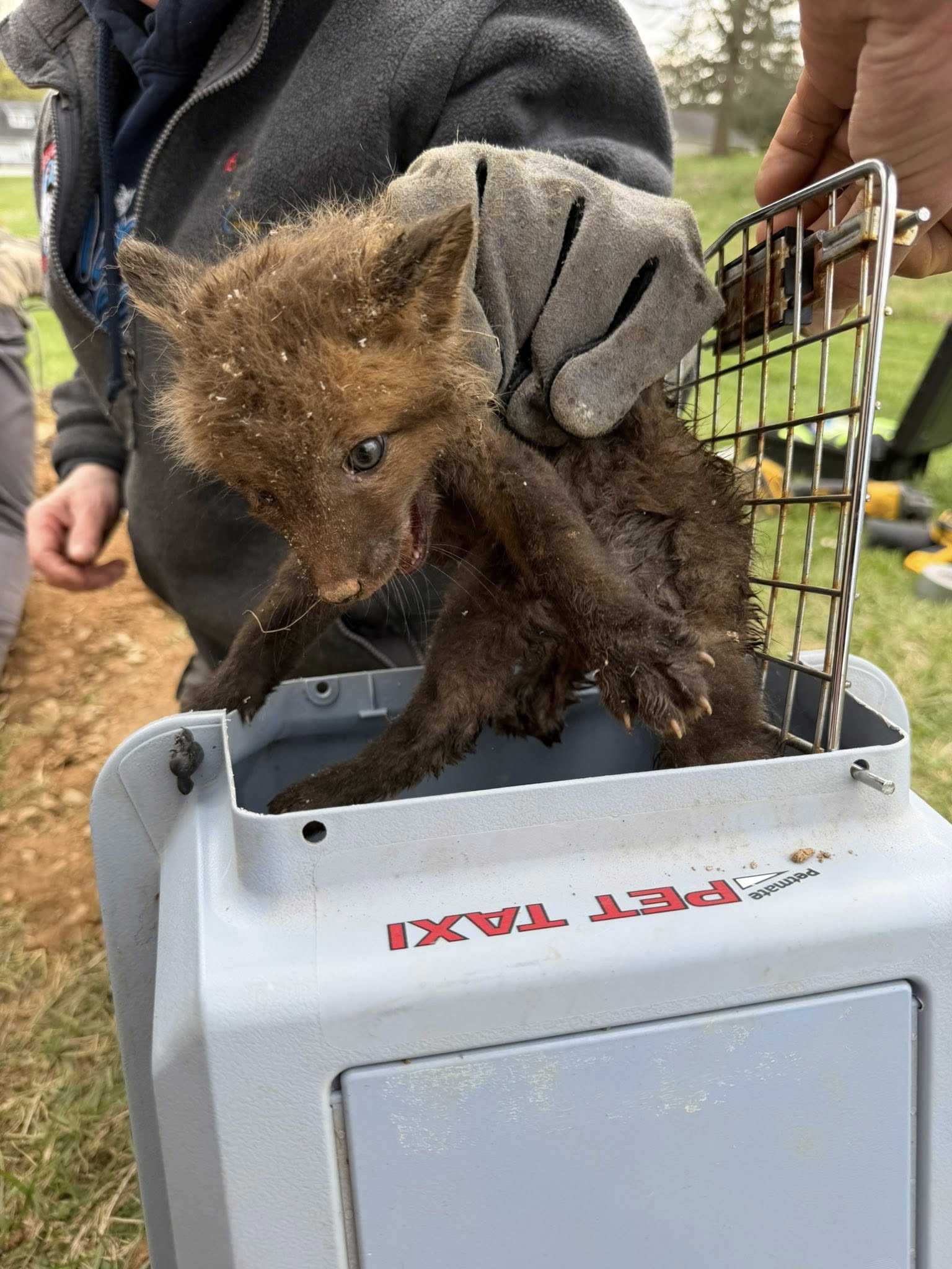 Firefighters rescue baby foxes stuck in drainage pipe