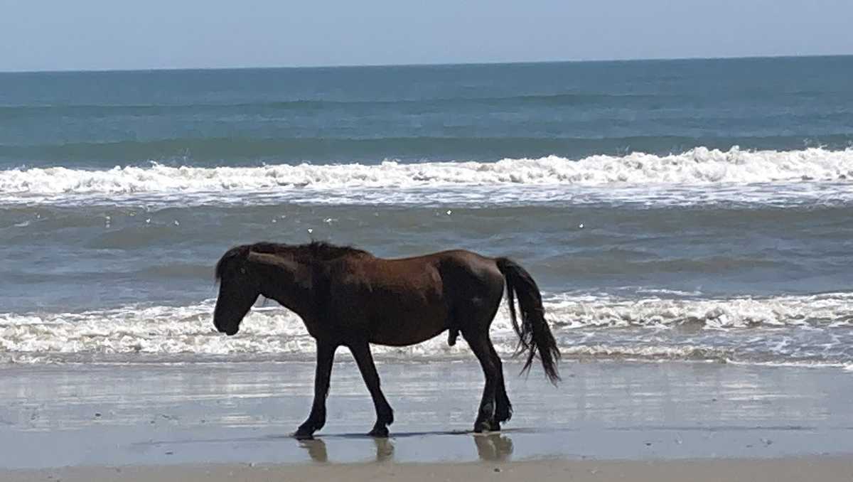 Outer Banks wild horse struck, killed by vehicle in Corolla - WYFF