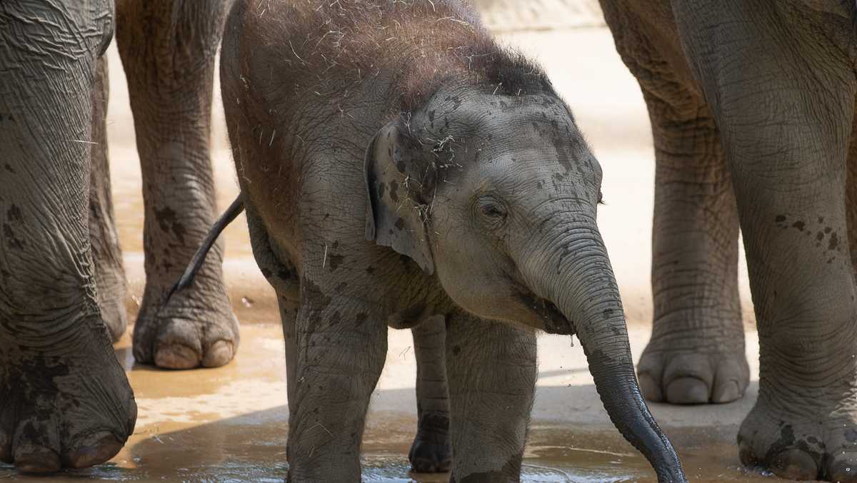 Columbus Zoo's new baby elephant named for donor