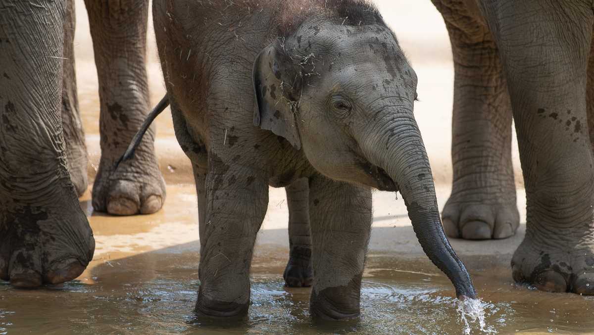Columbus Zoo's adorable baby elephant celebrates 1st birthday