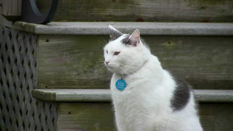 On the prowl with Frankie the cat